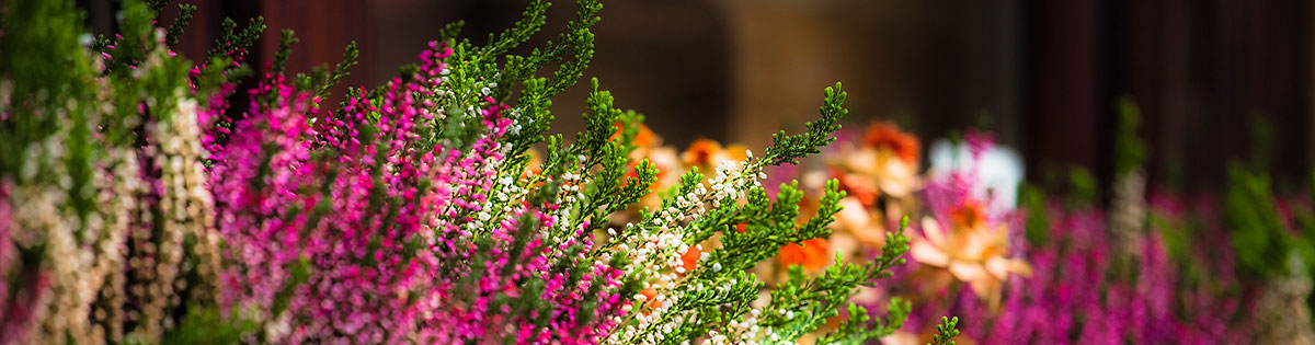 Fotografie - Květiny Cattleya - velkoobchod a maloobchod - květiny, rostliny, bytové dekorace - Jesenice, Tábor, České Budějovice, Praha